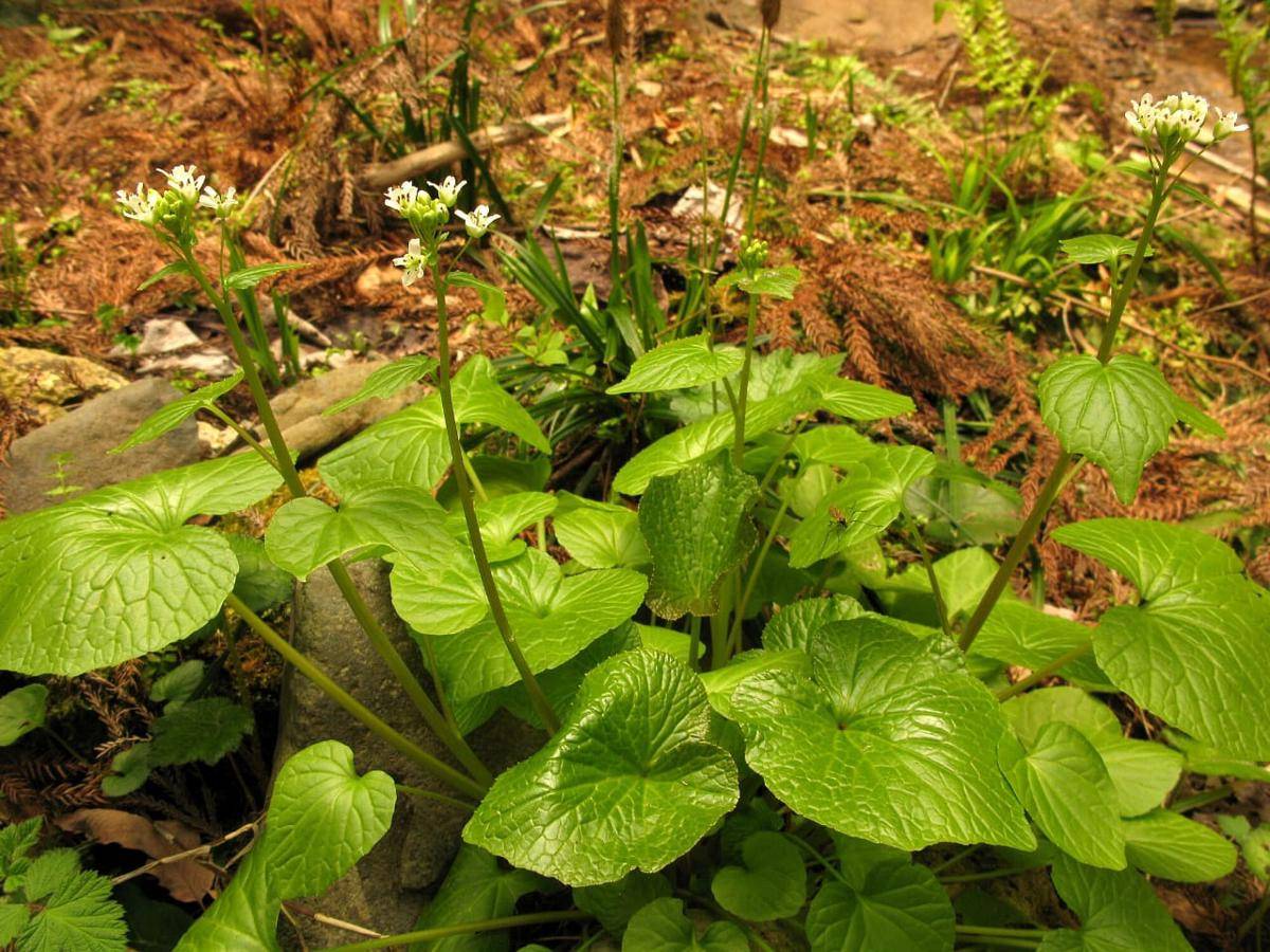 ilustrasi tanaman wasabi (commons.wikimedia/Qwert1234)